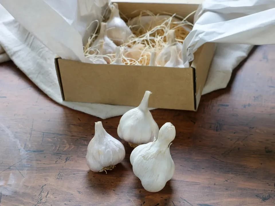 与論のミネラルたっぷり！有機星砂にんにく家庭用