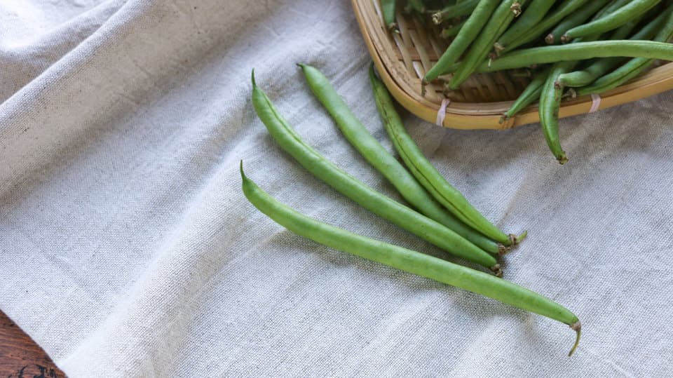 与論のミネラルたっぷり！有機いんげん家庭用