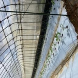 インゲン便り🌱