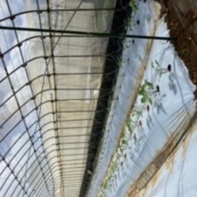 インゲン便り🌱