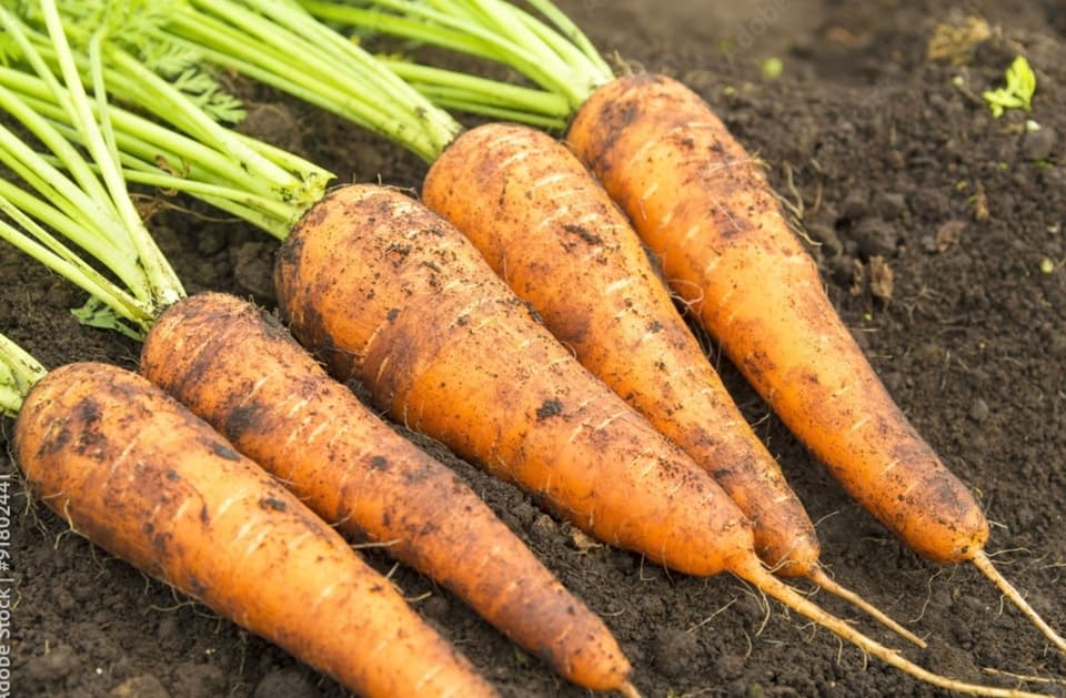 京の八百屋が作る化学調味料無添加惣菜＜キャロットラペ＞農薬・化学肥料不使用の野菜使用