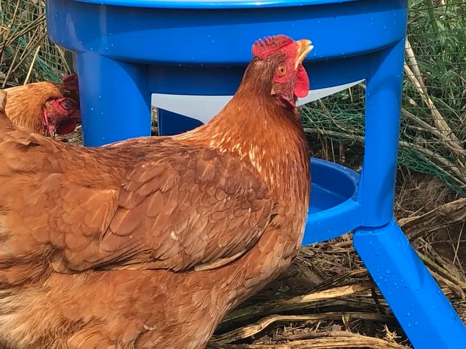 【生涯ワクチン不使用】オーガニック放し飼い卵「お多福たまご」10個入＜有機鶏卵・走る鶏の放牧卵＞【内祝・贈答】
