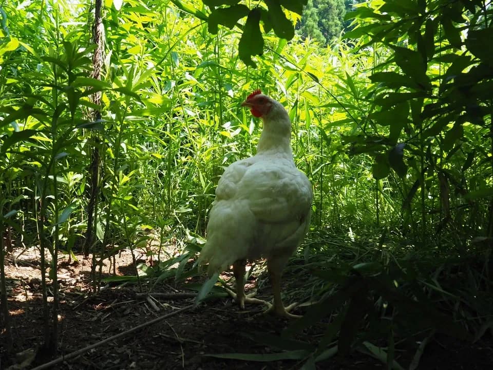 【生涯ワクチン不使用】オーガニック放牧鶏「薬食同源鶏」のびのび放牧＜合成抗菌剤・抗生物質・成長促進ホルモン剤不使用＞