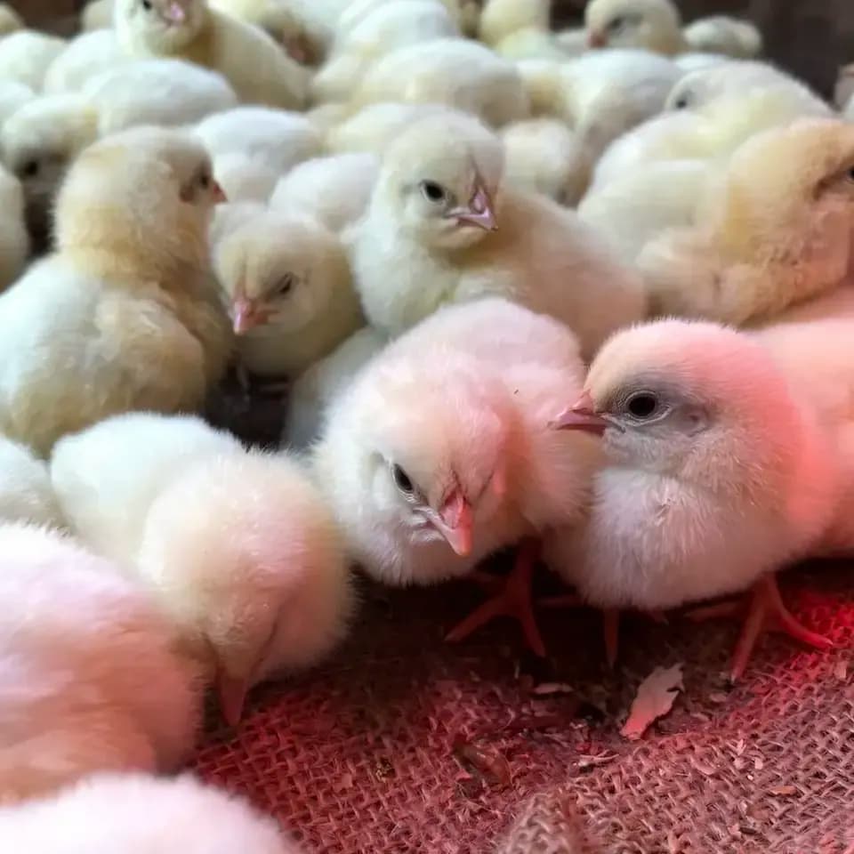 【生涯ワクチン不使用】オーガニック放牧鶏「薬食同源鶏」のびのび放牧＜合成抗菌剤・抗生物質・成長促進ホルモン剤不使用＞