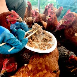 国産オーガニック納豆（有機納豆）を通販でお取り寄せ！