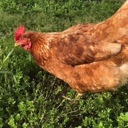 私たちの鶏は「放し飼い（Free Range）」で育てています。