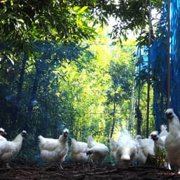 最高級の卵のギフト「霧島烏骨鶏」オーガニックの放し飼い烏骨鶏卵をご贈答に。