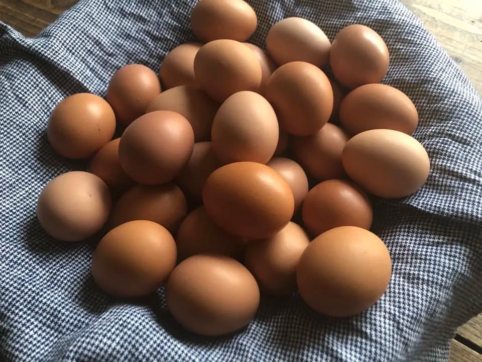 自然養鶏の放し飼い＜湘南大磯・平飼い卵＞自家製発酵飼料と天然の緑肥で飼育