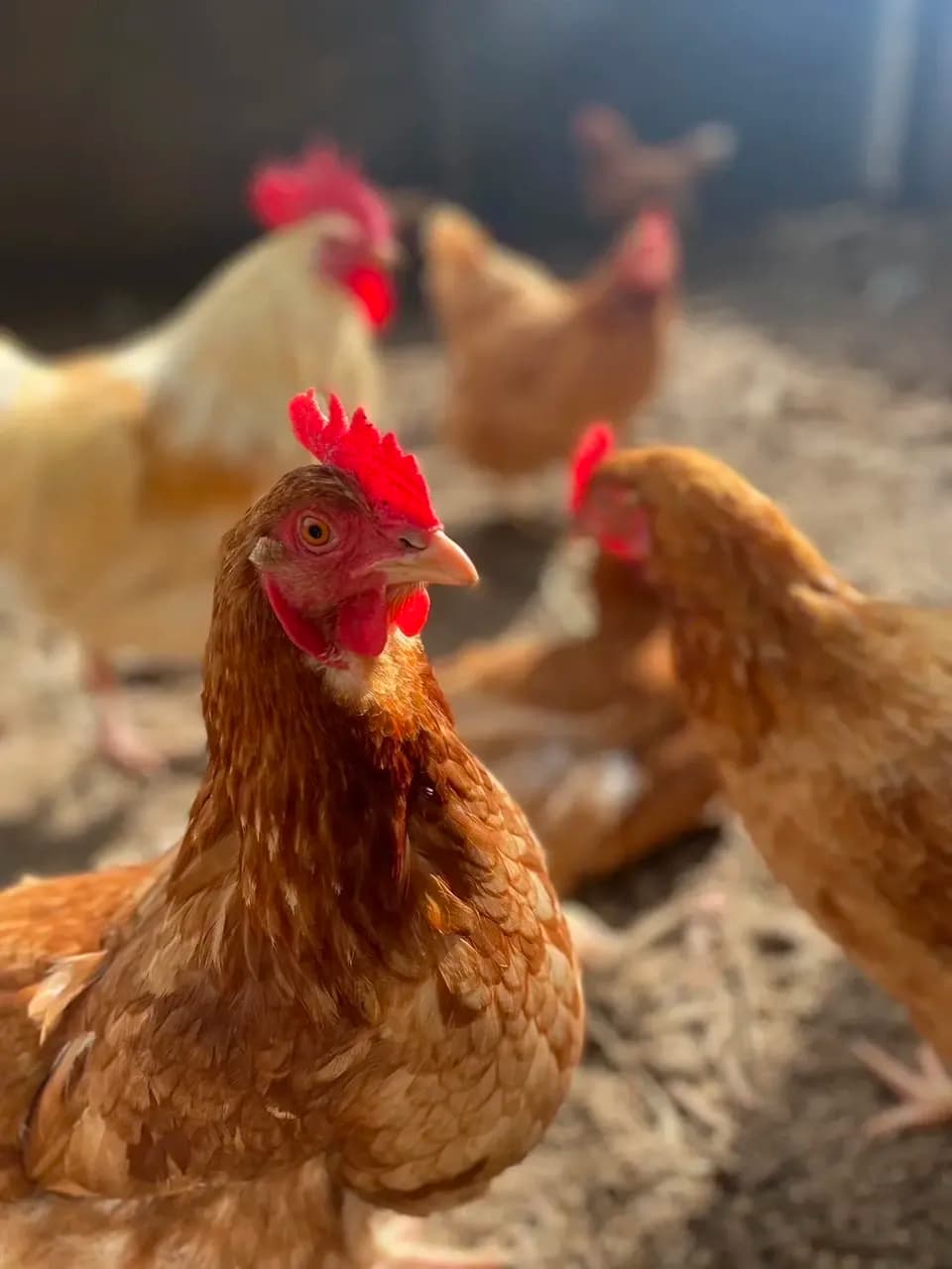 自然養鶏の放し飼い＜湘南大磯・平飼い卵＞自家製発酵飼料と天然の緑肥で飼育
