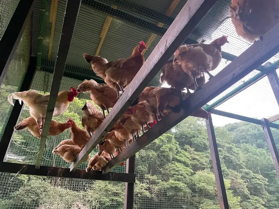 自然養鶏の放し飼い＜湘南大磯・平飼い卵＞自家製発酵飼料と天然の緑肥で飼育