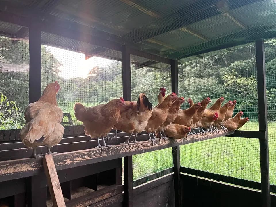 自然養鶏の放し飼い＜湘南大磯・平飼い卵＞自家製発酵飼料と天然の緑肥で飼育