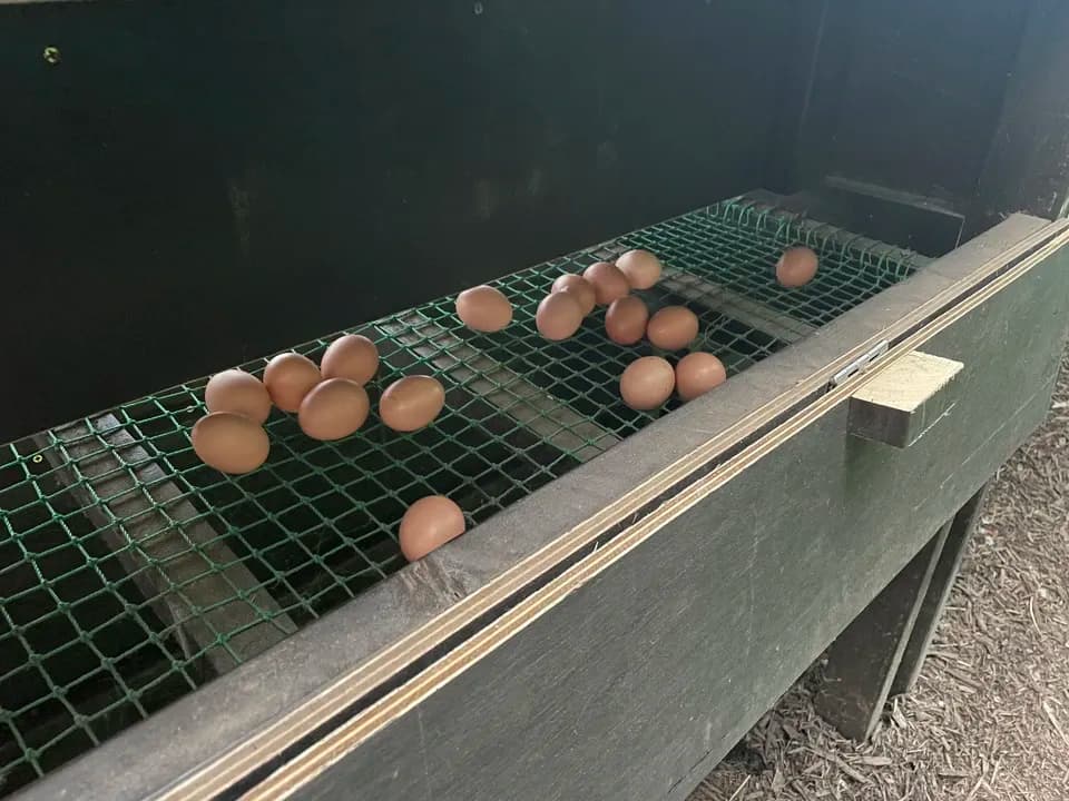 自然養鶏の放し飼い＜湘南大磯・平飼い卵＞自家製発酵飼料と天然の緑肥で飼育