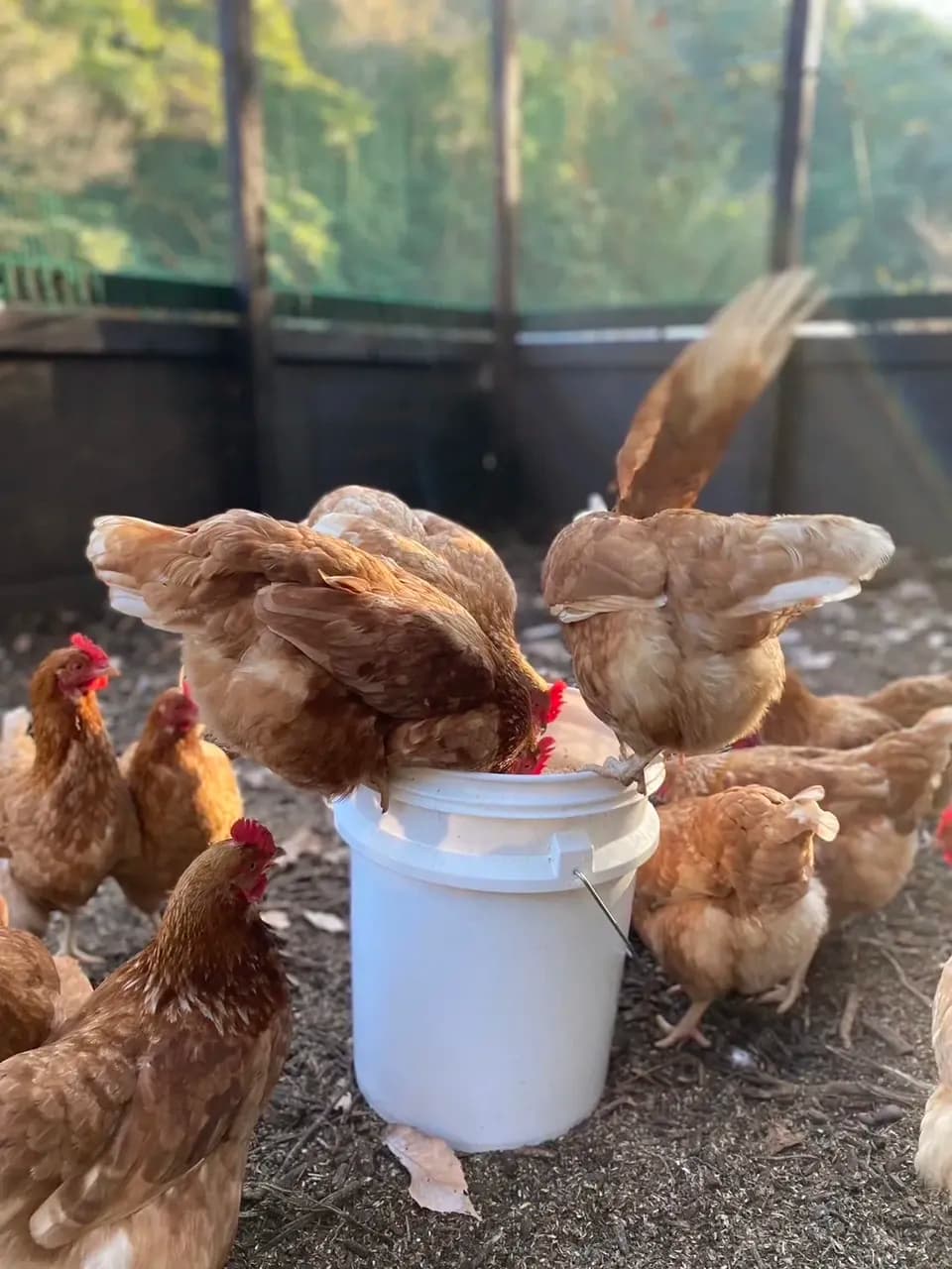 自然養鶏の放し飼い＜湘南大磯・平飼い卵＞自家製発酵飼料と天然の緑肥で飼育