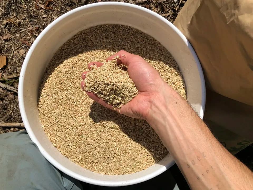 自然養鶏の放し飼い＜湘南大磯・平飼い卵＞自家製発酵飼料と天然の緑肥で飼育