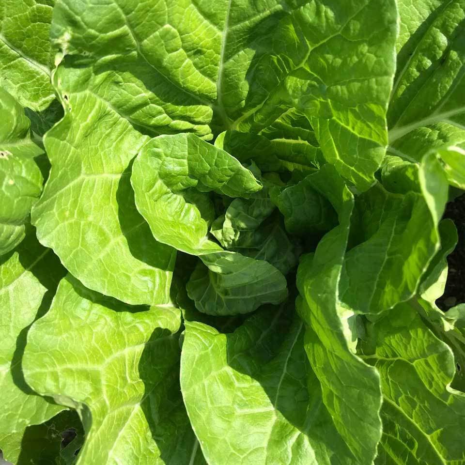 【農薬・肥料不使用】季節の旬野菜セット