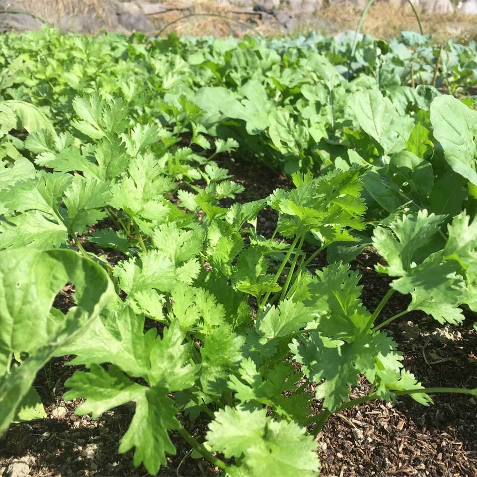 【農薬・肥料不使用】季節の旬野菜セット