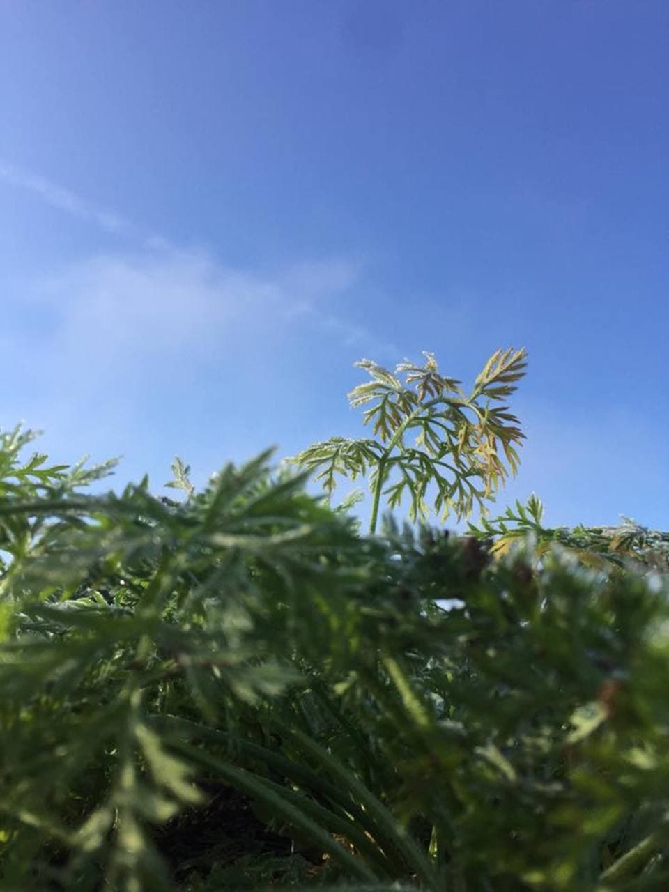 新黒田人参　無農薬・無化学肥料
