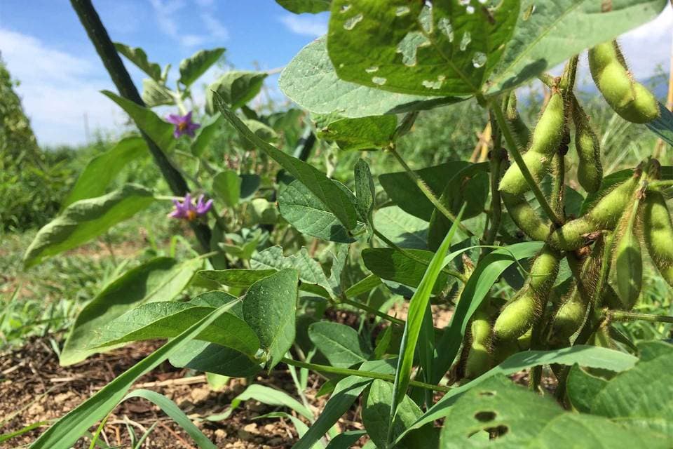 【農薬・肥料不使用】季節の旬野菜セット