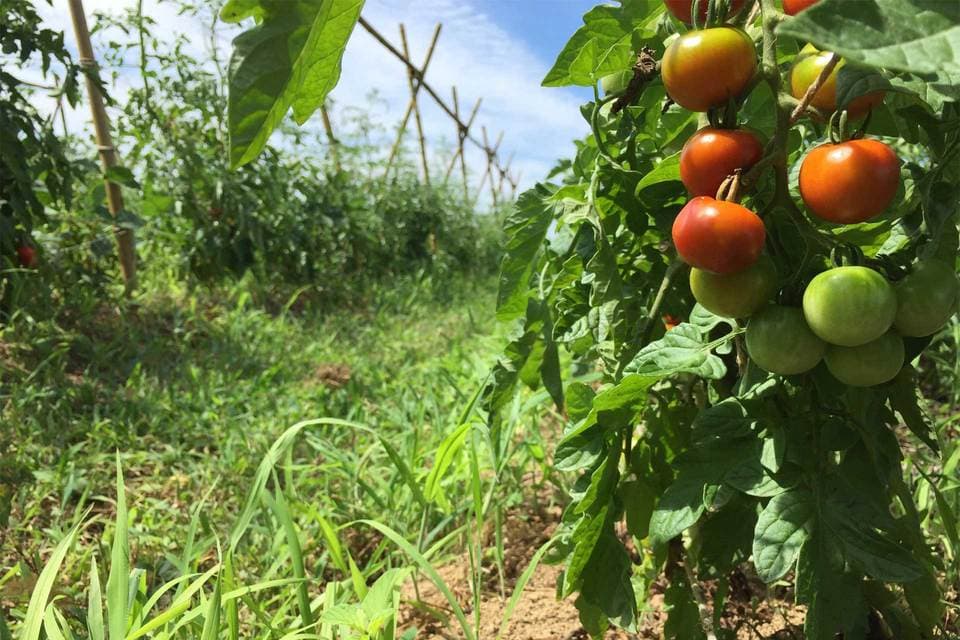 【農薬・肥料不使用】季節の旬野菜セット