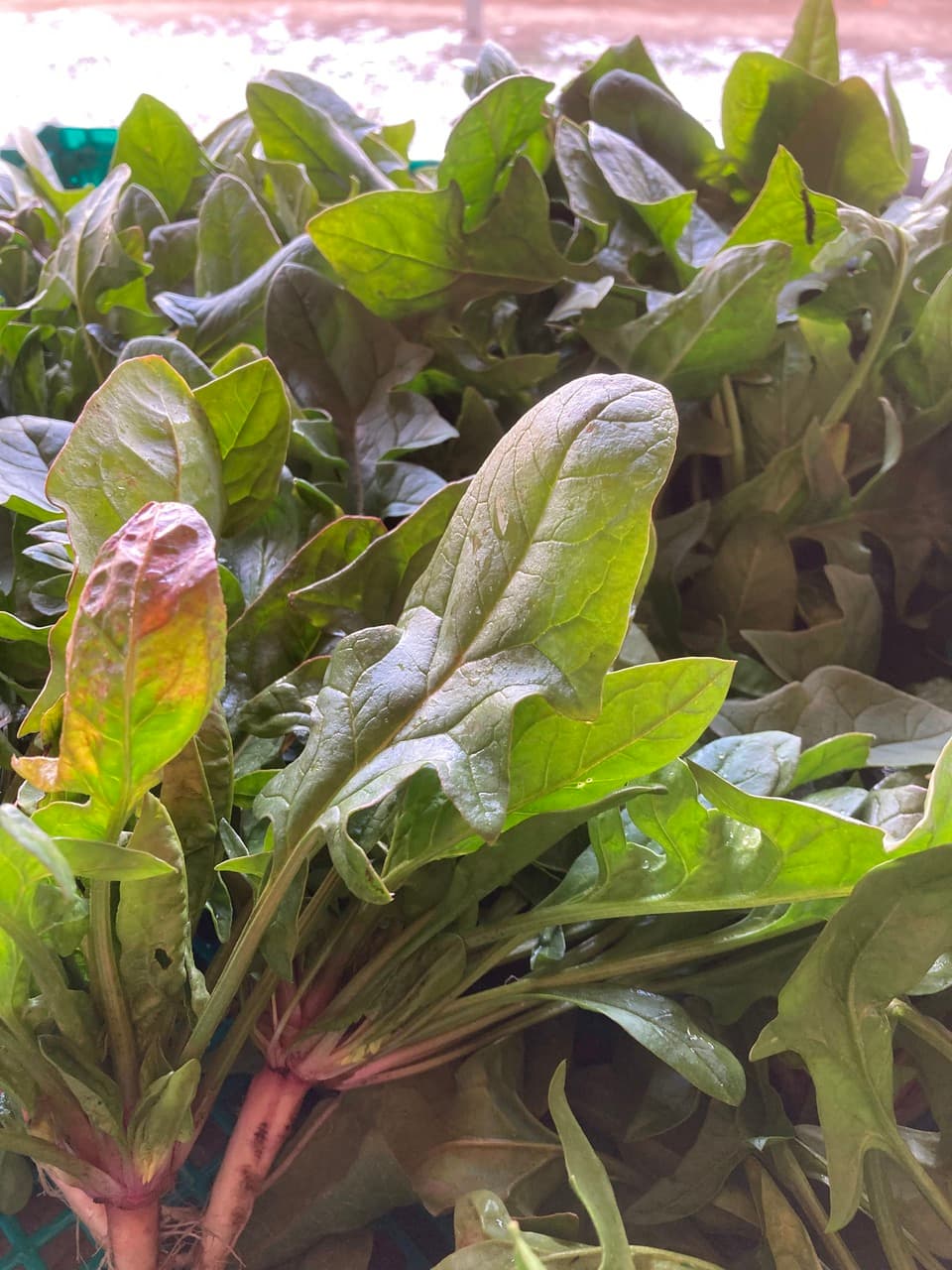 赤根ほうれん草（寒締め）農薬・肥料不使用