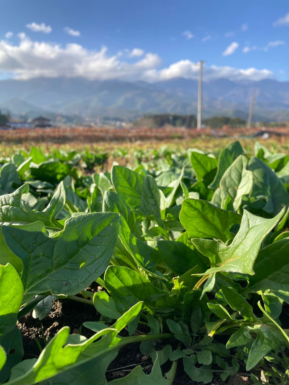 赤根ほうれん草（寒締め）農薬・肥料不使用