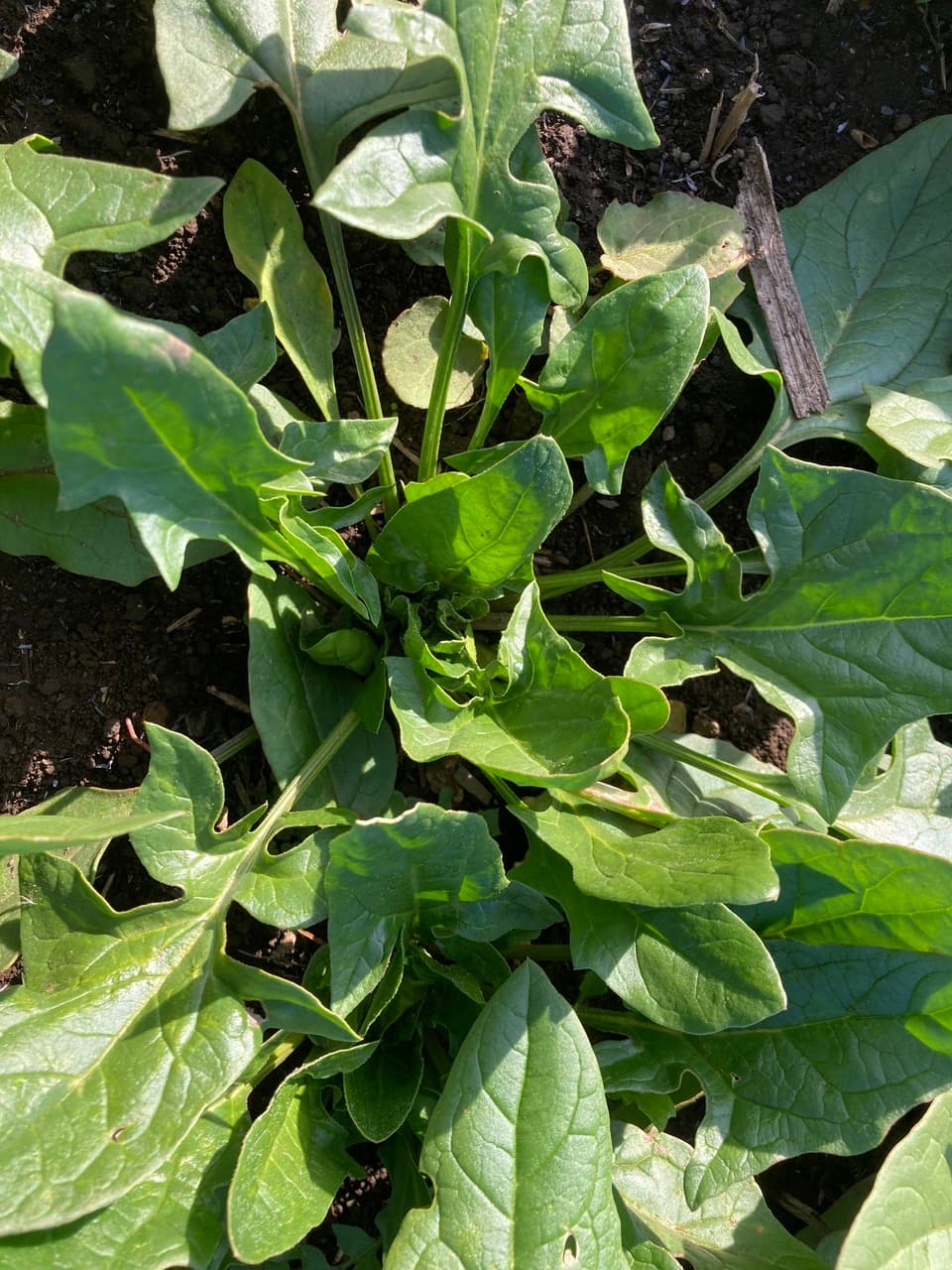 赤根ほうれん草（寒締め）農薬・肥料不使用
