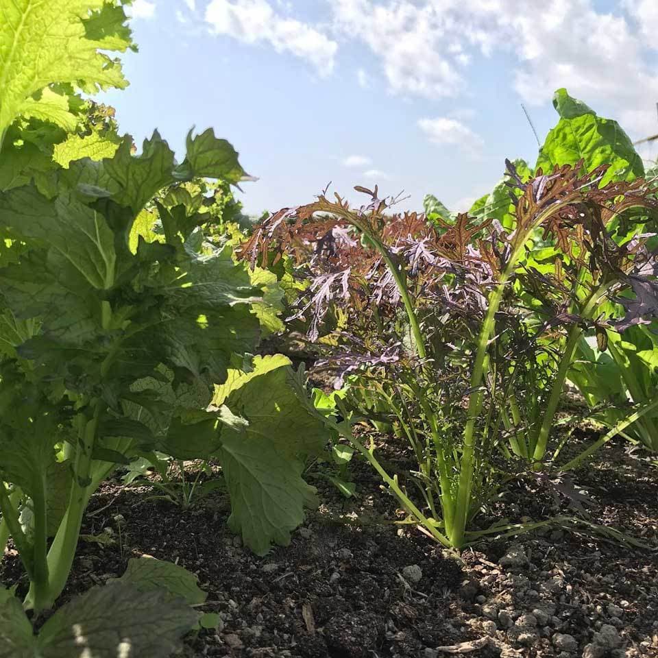 定期購入季節の旬野菜セット