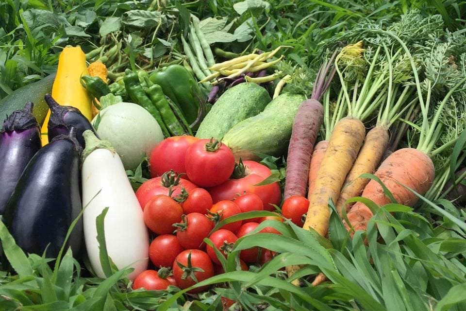 定期購入季節の旬野菜セット