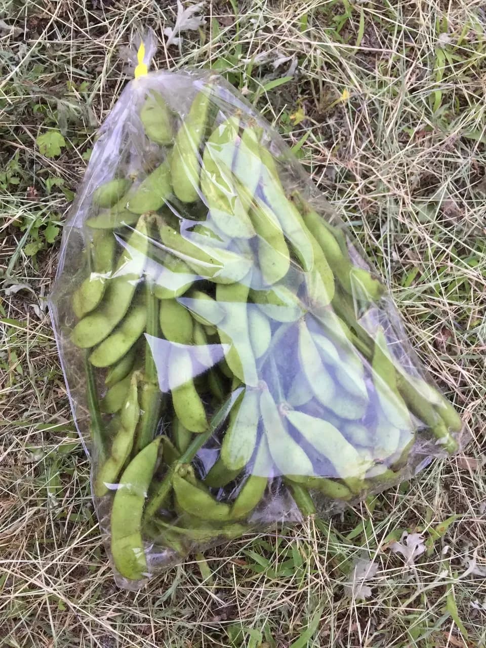 枝豆  農薬・肥料不使用 ※枝付き