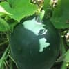 サムネイル 4