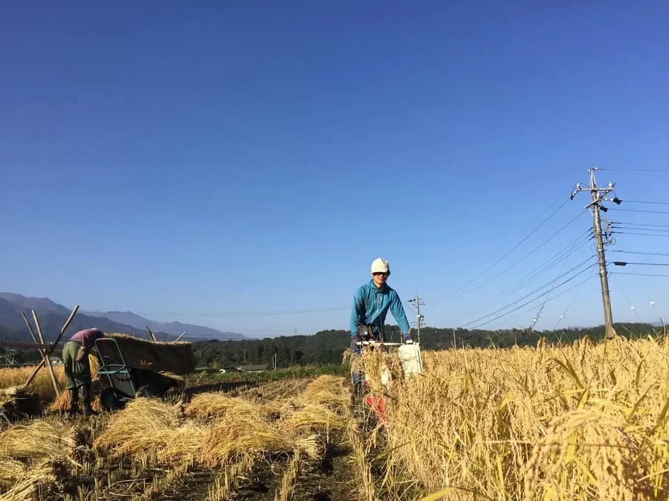くさむら米 イセヒカリ 令和６年度産 白米（天日干し / 農薬・肥料不使用）