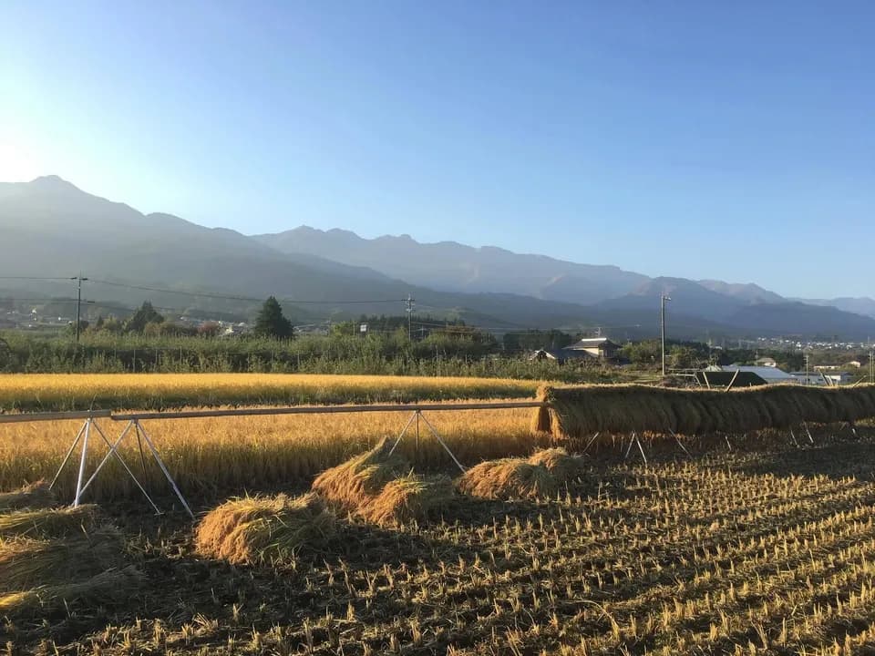 くさむら米 イセヒカリ 令和６年度産 白米（天日干し / 農薬・肥料不使用）