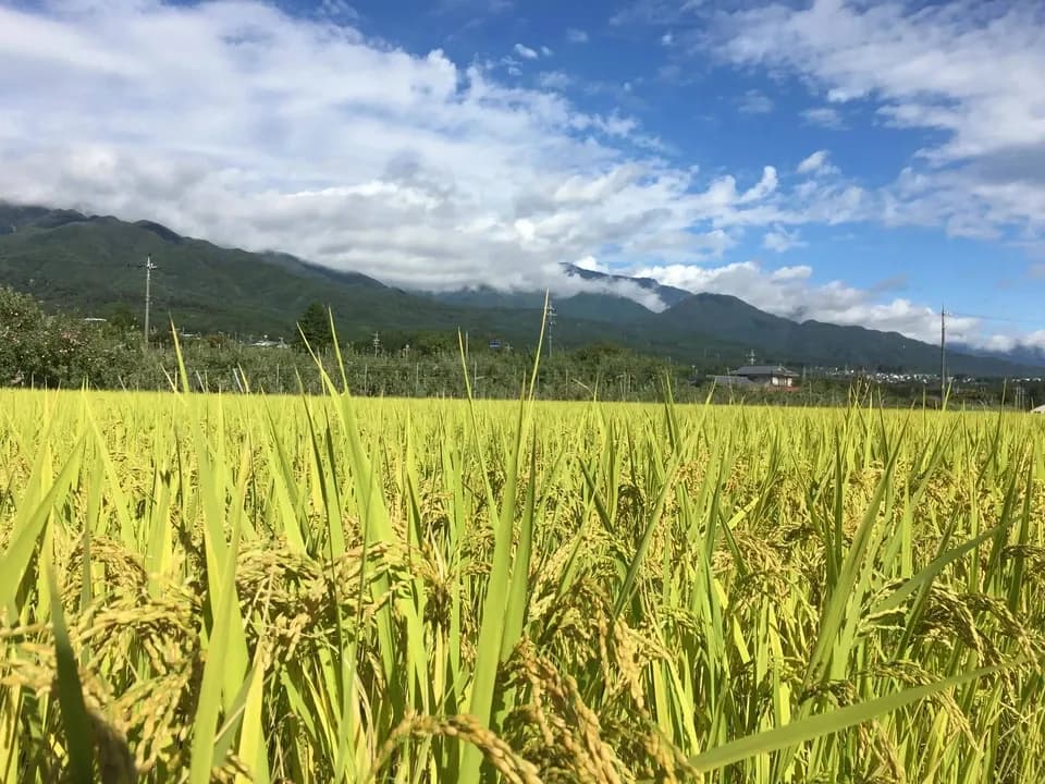 くさむら米 コシヒカリ 令和三年度産 白米（天日干し / 農薬・肥料不使用）