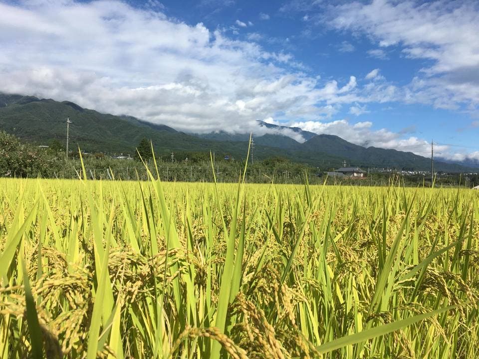 くさむら米 コシヒカリ 令和三年度産 玄米（天日干し / 農薬・肥料不使用）