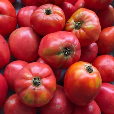 夏野菜全開！