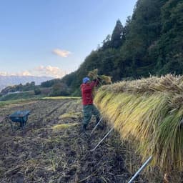 稲刈りが始まりました。
