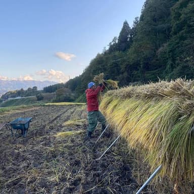 稲刈りが始まりました。