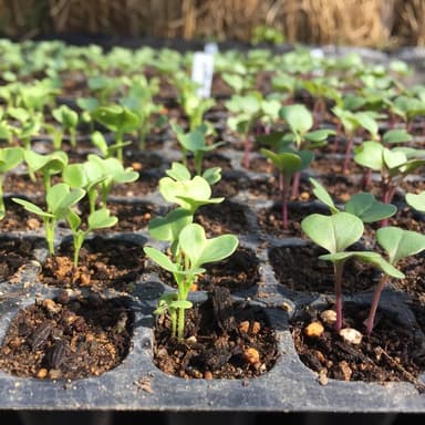 夏野菜の苗が順調に育っています