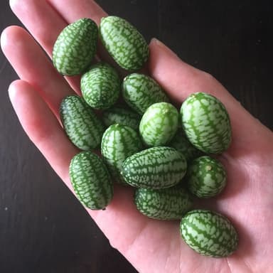 夏野菜の季節です！