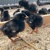 サムネイル 2