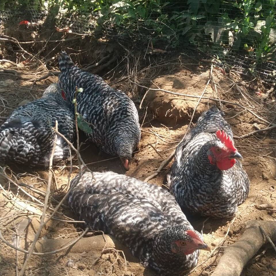 【限定】放し飼い鶏の長期育成肉「俺のすべて」