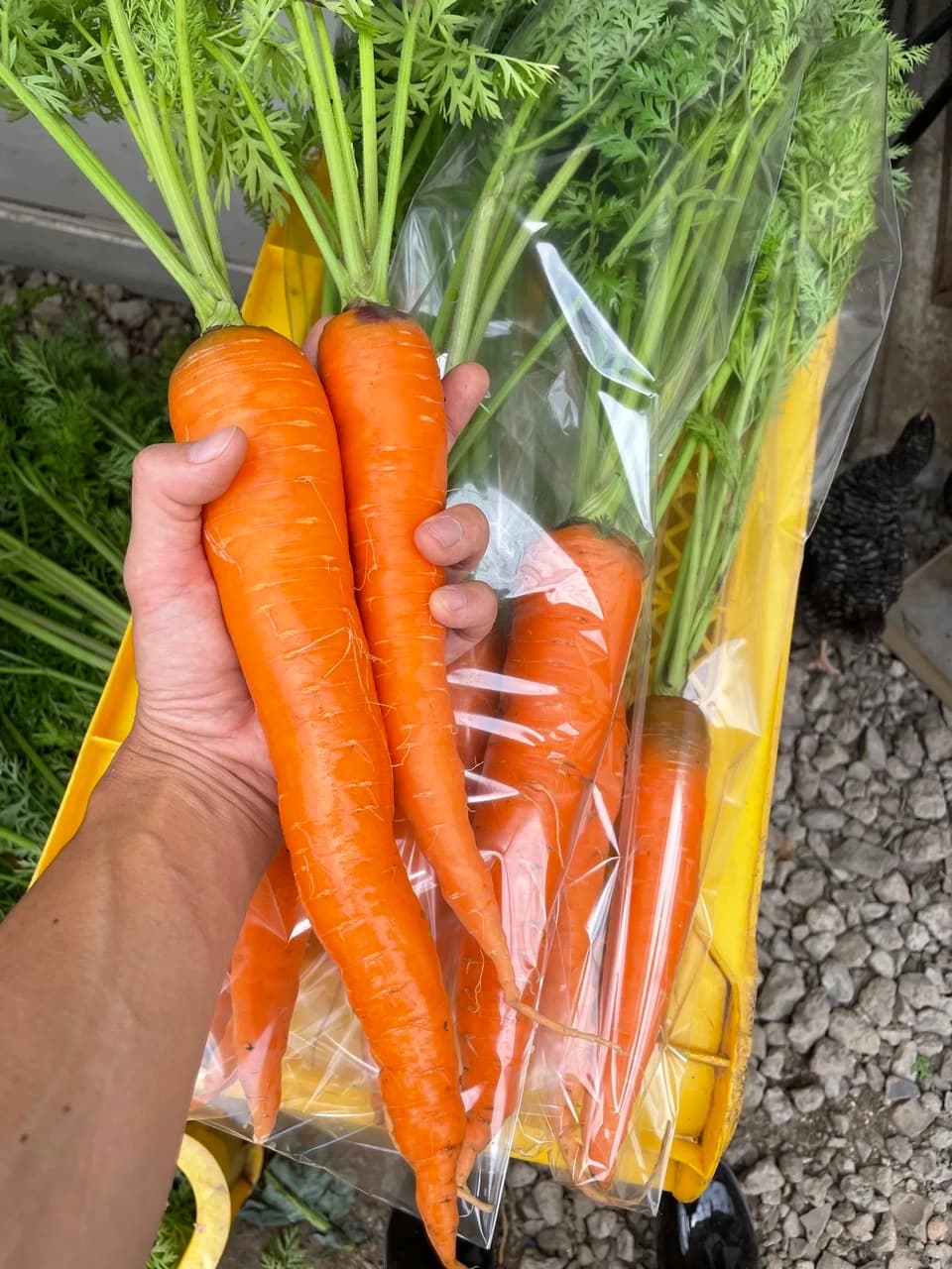 地域循環農業で育った季節の野菜詰め合わせ（農薬不使用）