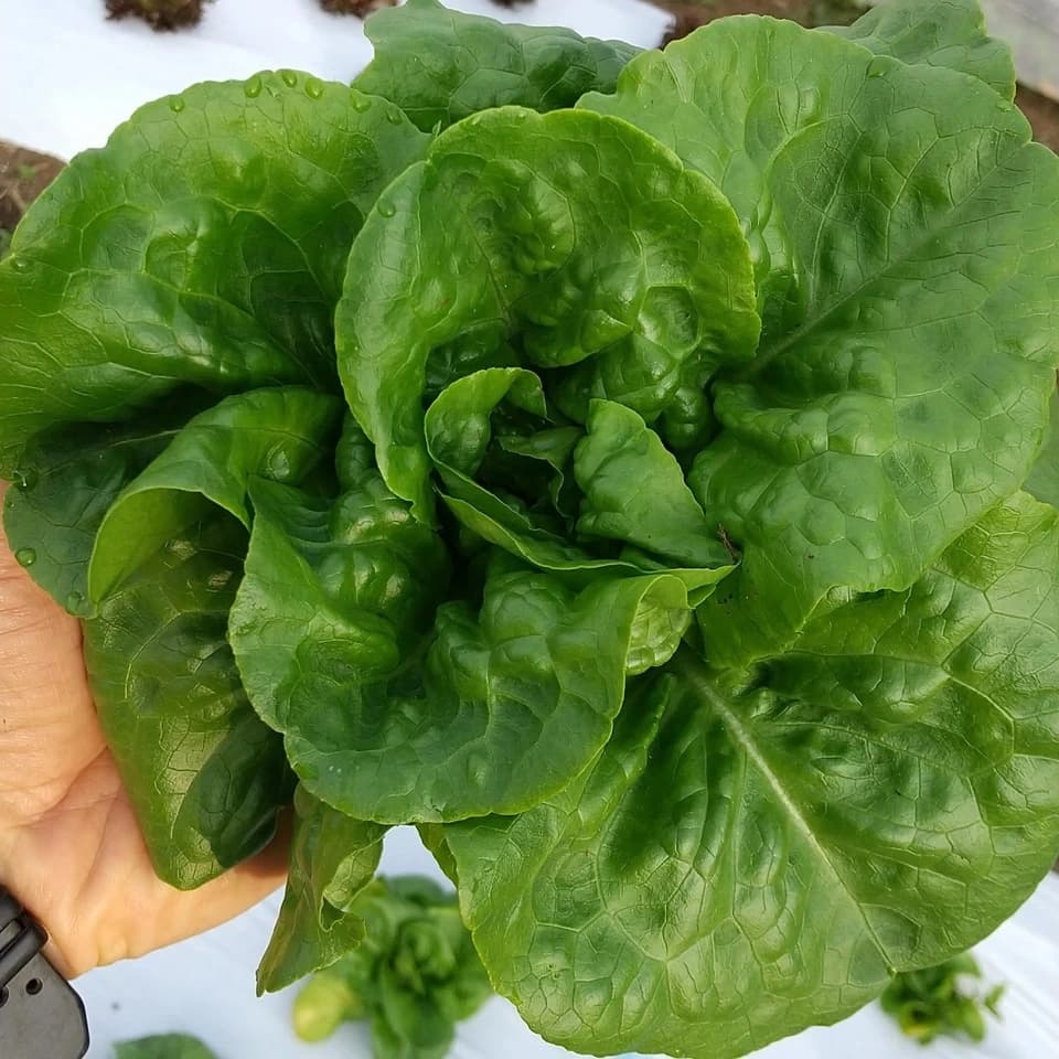 地域循環農業で育った季節の野菜詰め合わせ（農薬不使用）