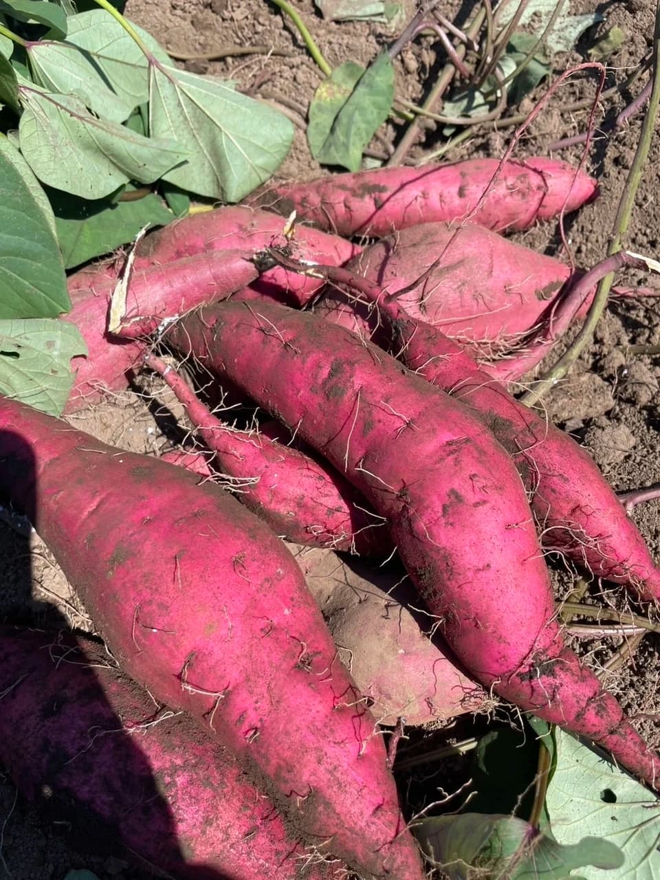 地域循環農業で育った季節の野菜詰め合わせ（農薬不使用）