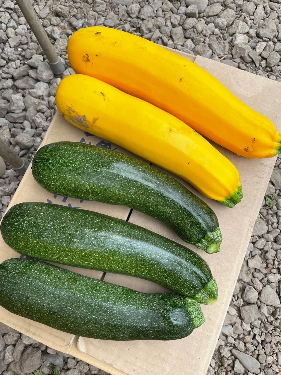 地域循環農業で育った季節の野菜詰め合わせ（農薬不使用）