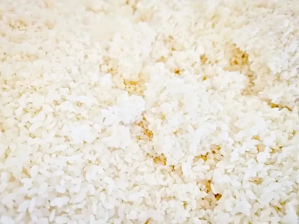 添加物無添加＆グルテンフリー＜バスクチーズケーキ＞玉名牧場グラスフェッドジャージーミルクたっぷり