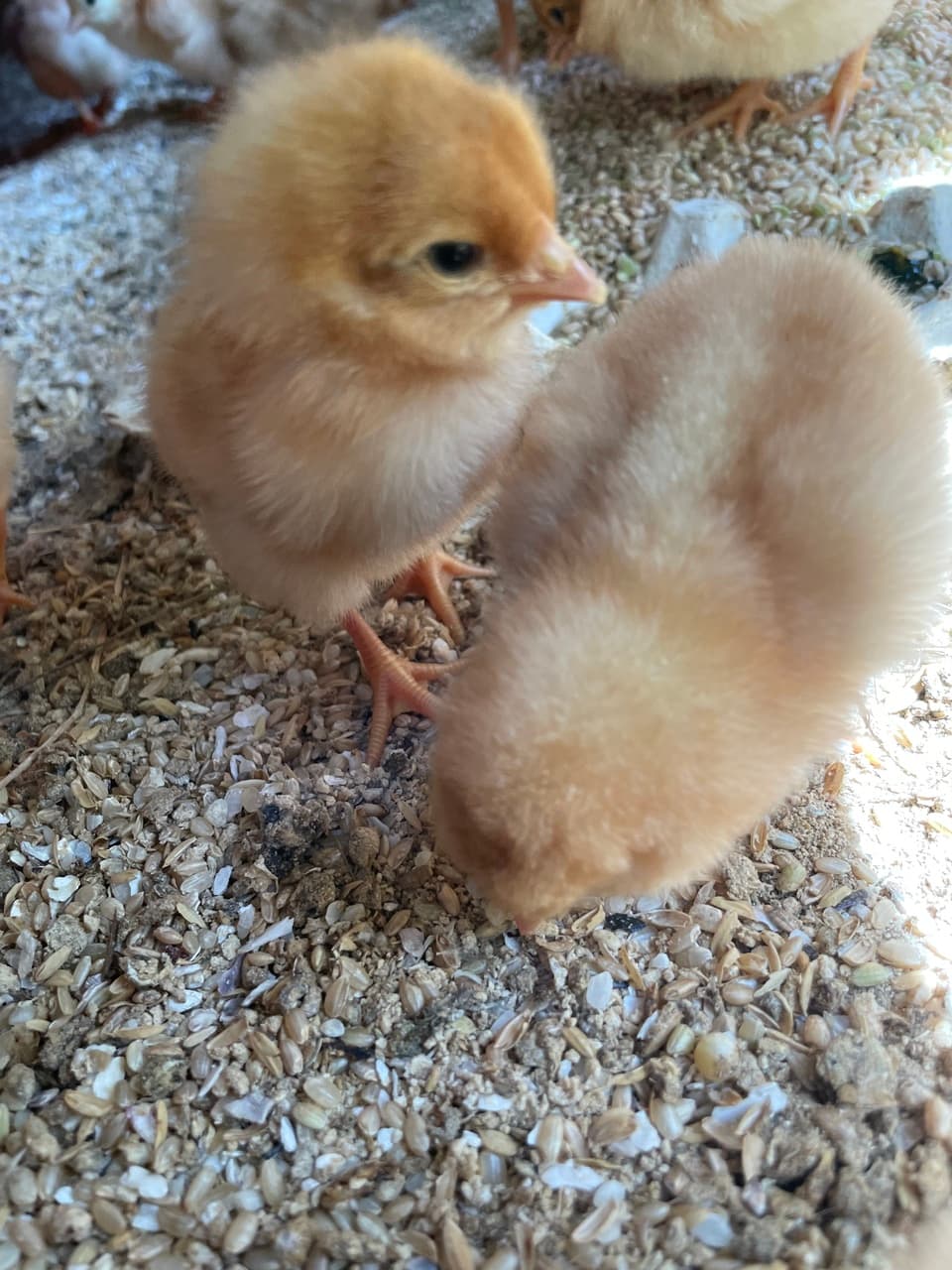 ＜平飼いのんびり卵＞おからや米粉など自家配合飼料で自然養鶏