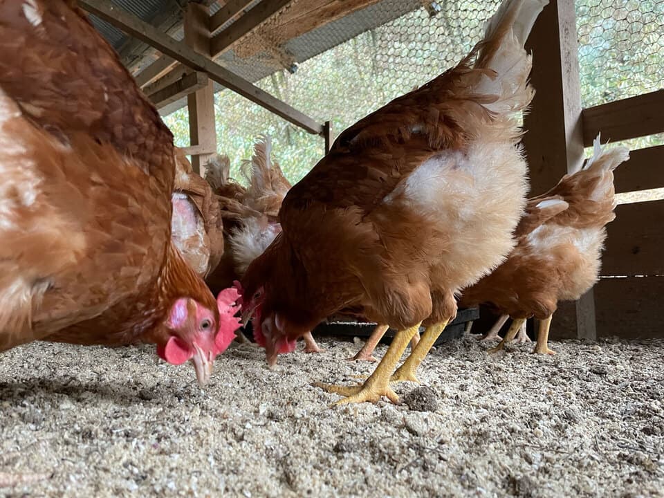 【大寒期間の卵】平飼いのんびり農園
