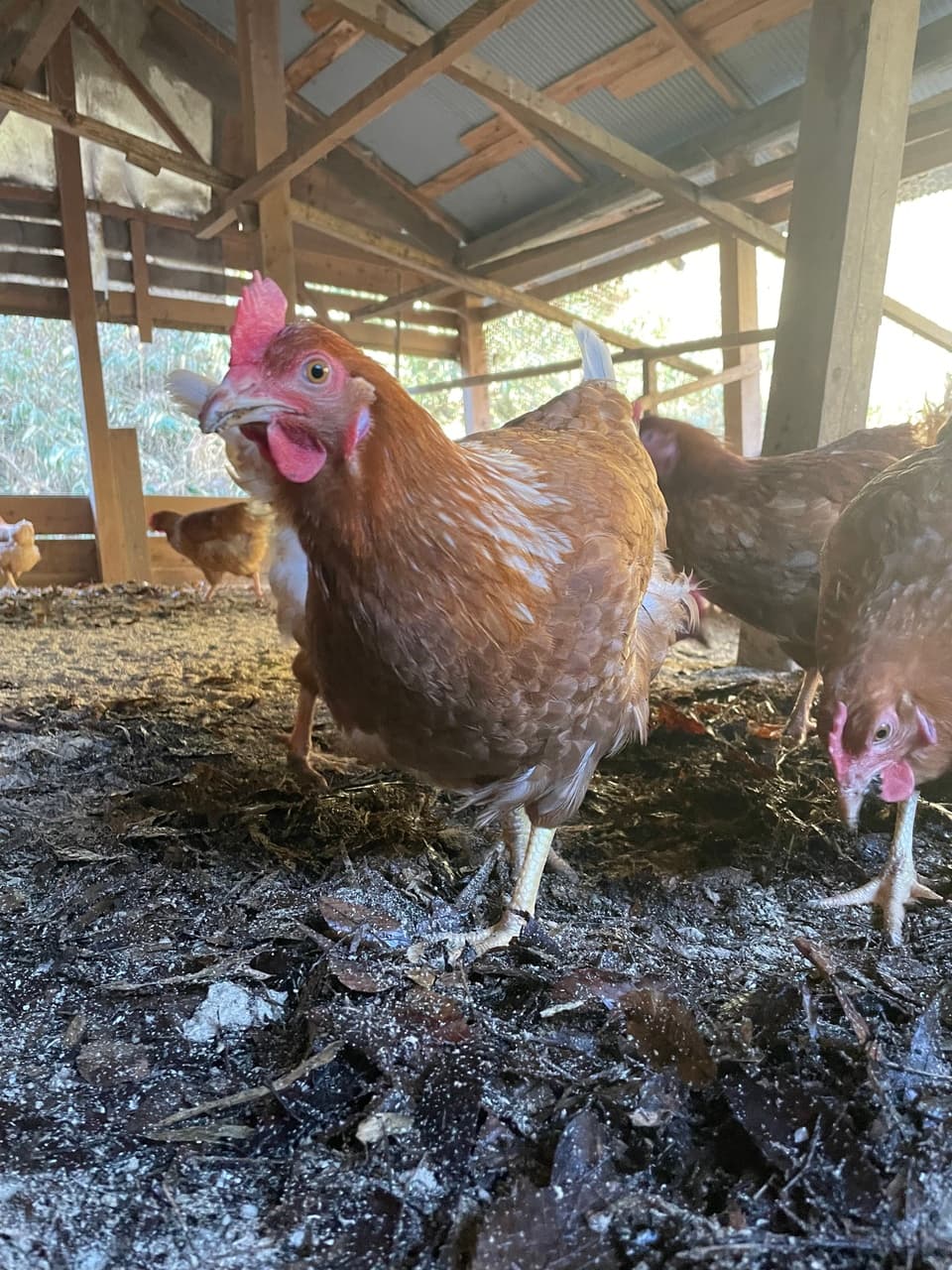 【大寒期間の卵】平飼いのんびり農園