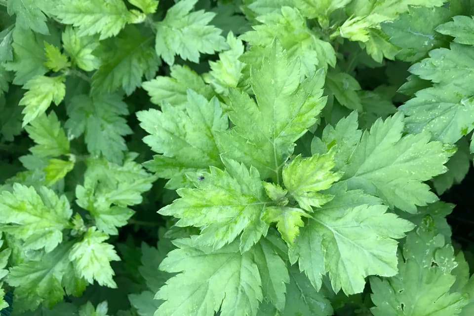 よもぎと二種のハーブ【野山のボタニカル茶】 農薬・化学肥料不使用 